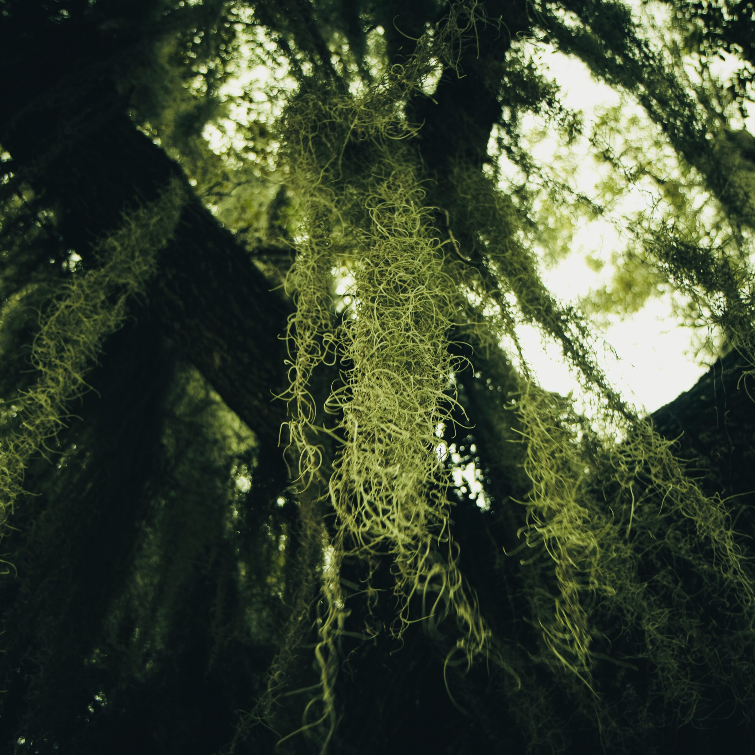 Dangling Spanish moss.