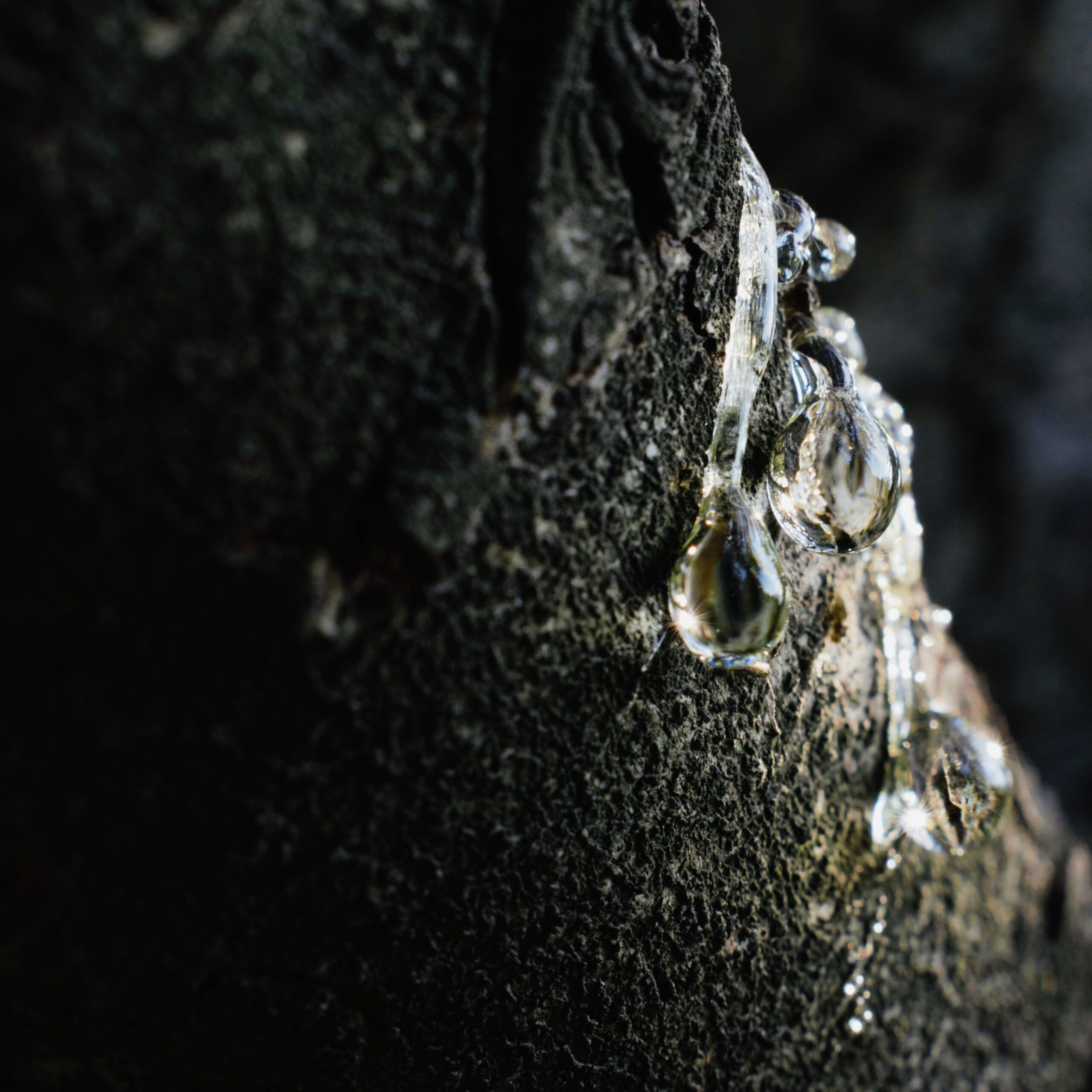 Clear sap running down dark tree.