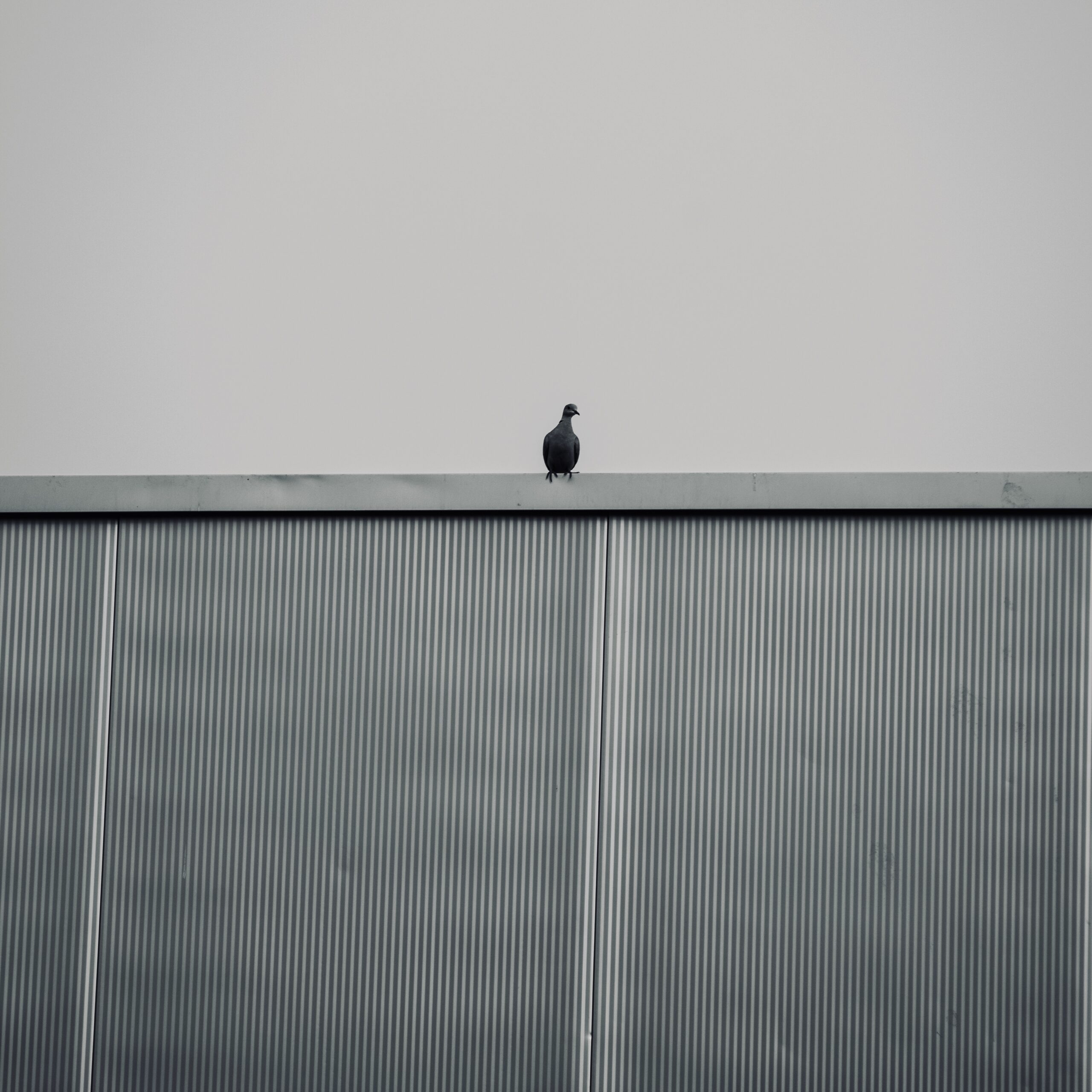 Lone bird atop a metal ledge.