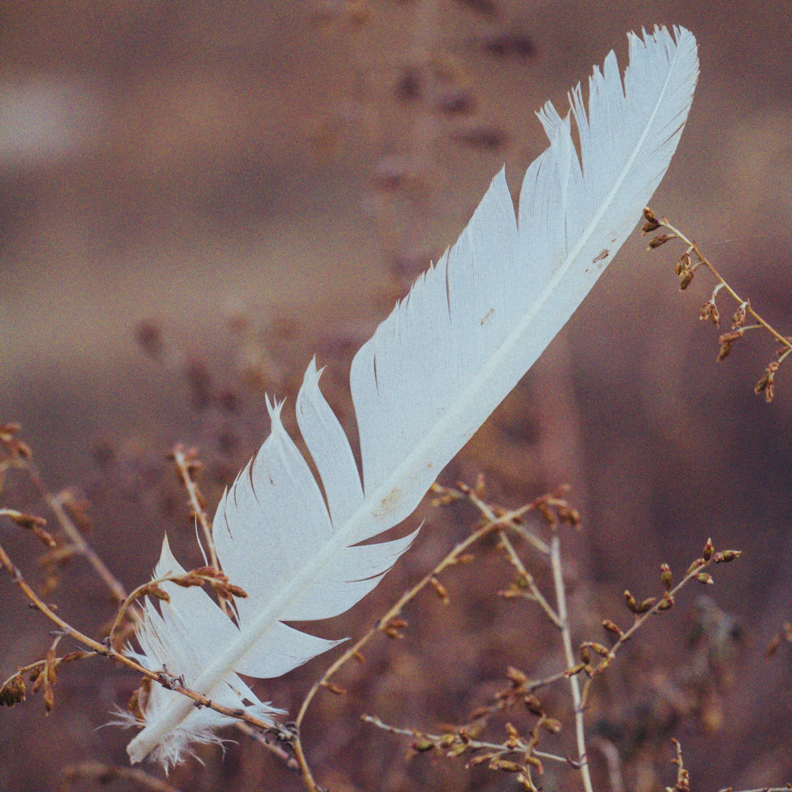 A single white feather in a brown field.
