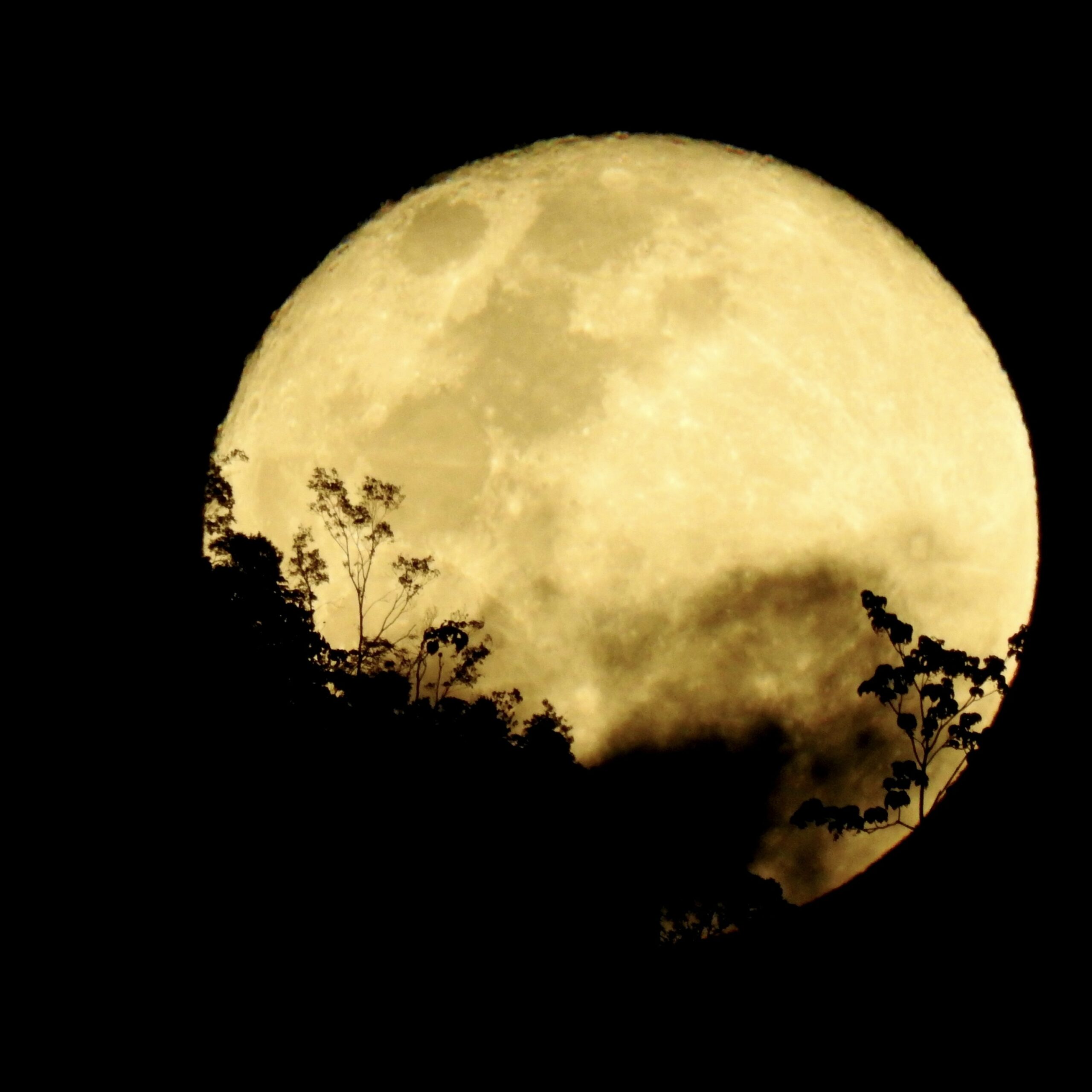 Full moon against black sky w/ floral shadows