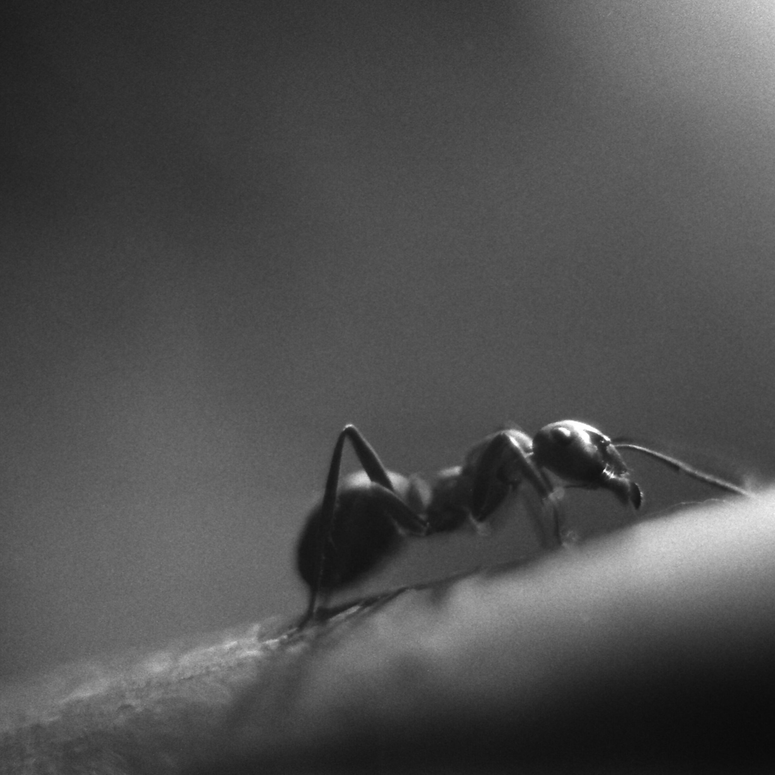 Ant crawling on an arm