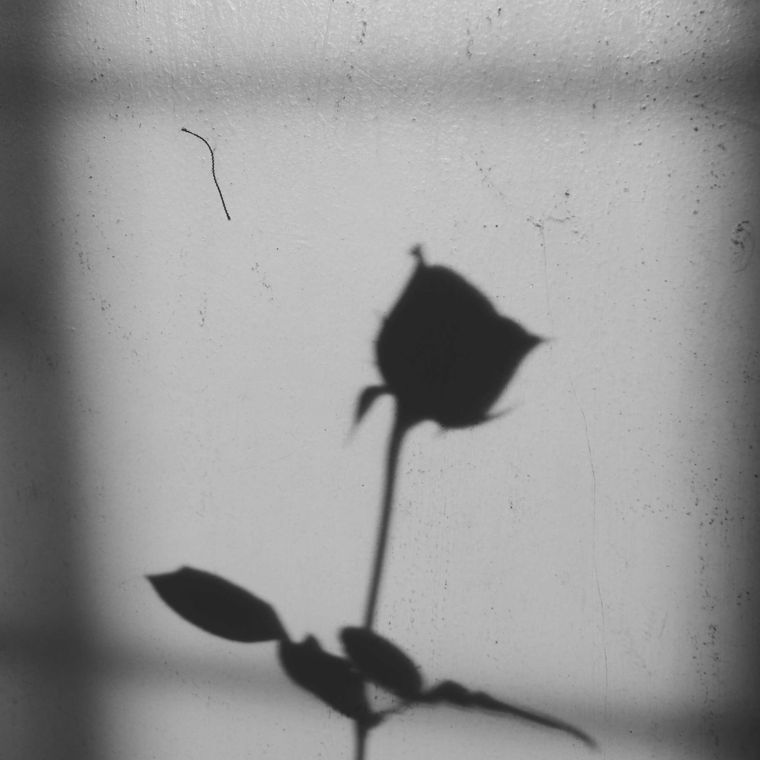 Shadow on single rose